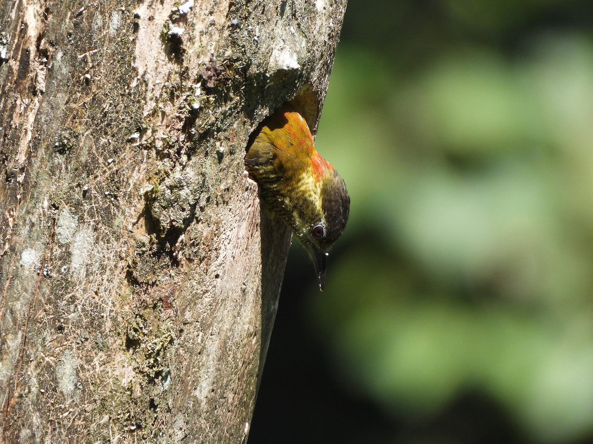 Bar-bellied Woodpecker - ML622979998