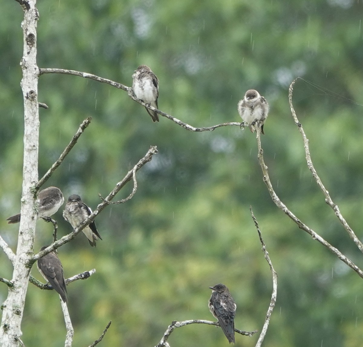 Brown-chested Martin - Howard Laidlaw