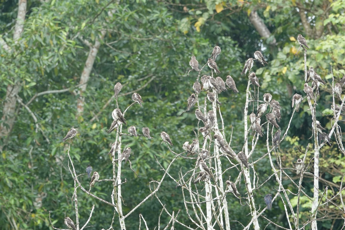 Brown-chested Martin - Howard Laidlaw