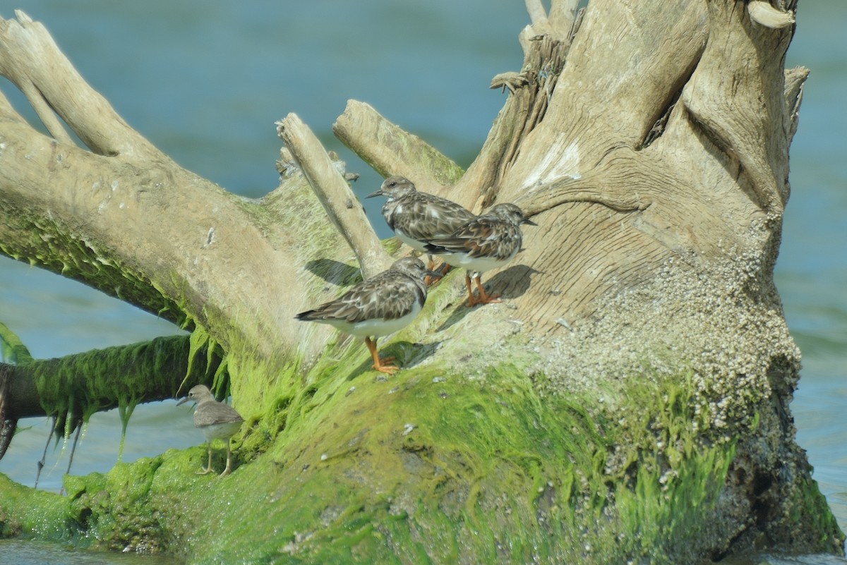 Ruddy Turnstone - ML622980094