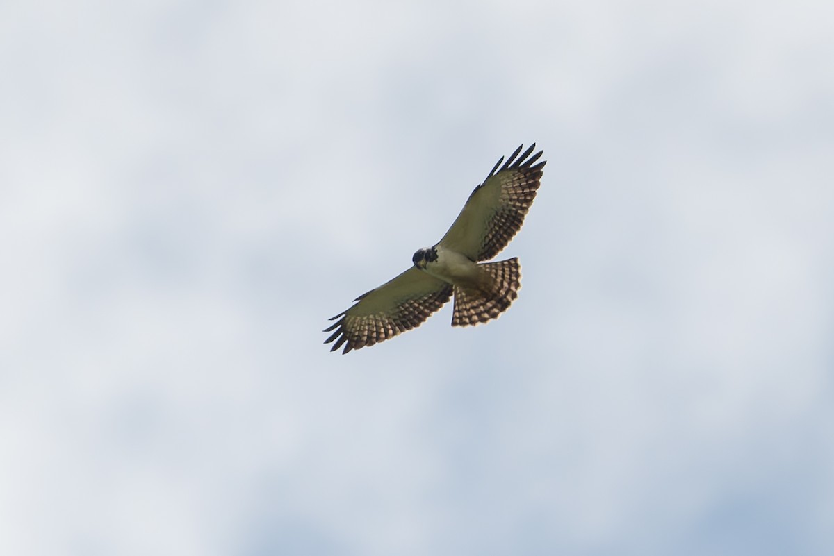 Short-tailed Hawk - ML622980095