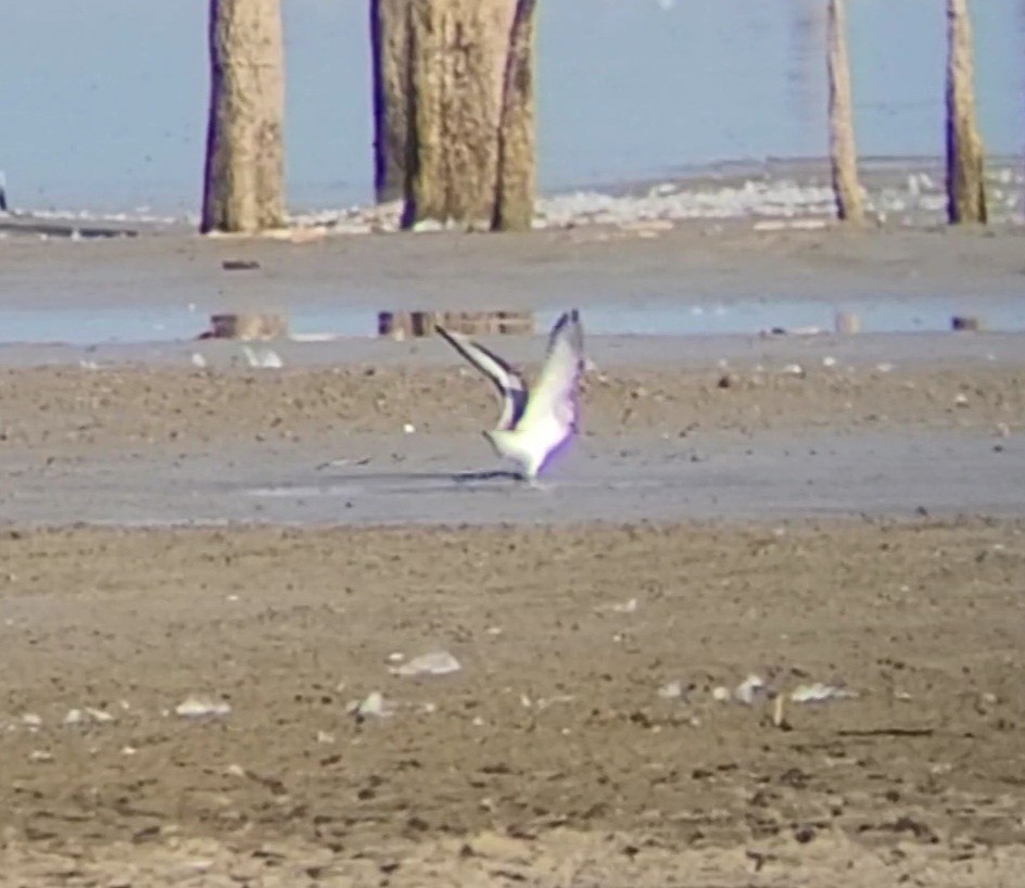 Sanderling - Jeffrey Harris