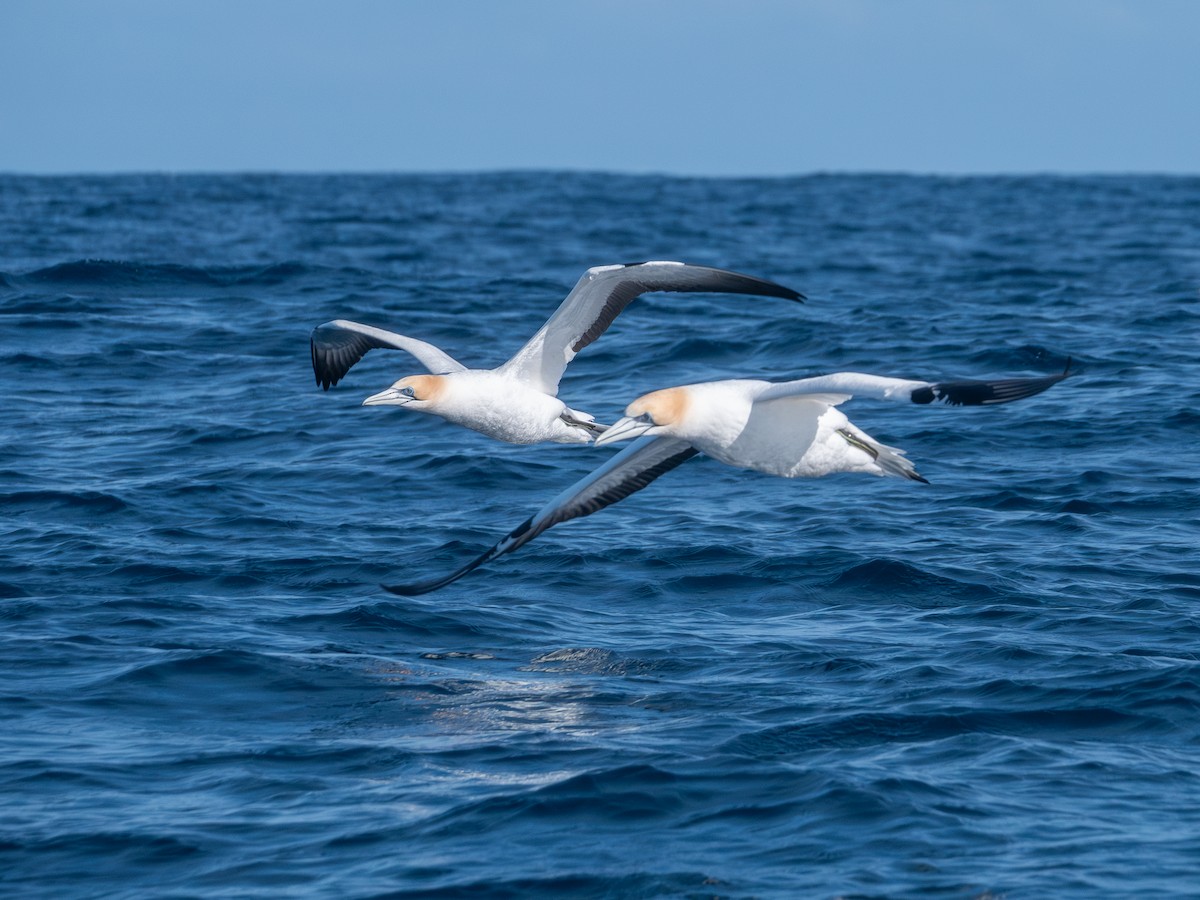 Australasian Gannet - ML622980114