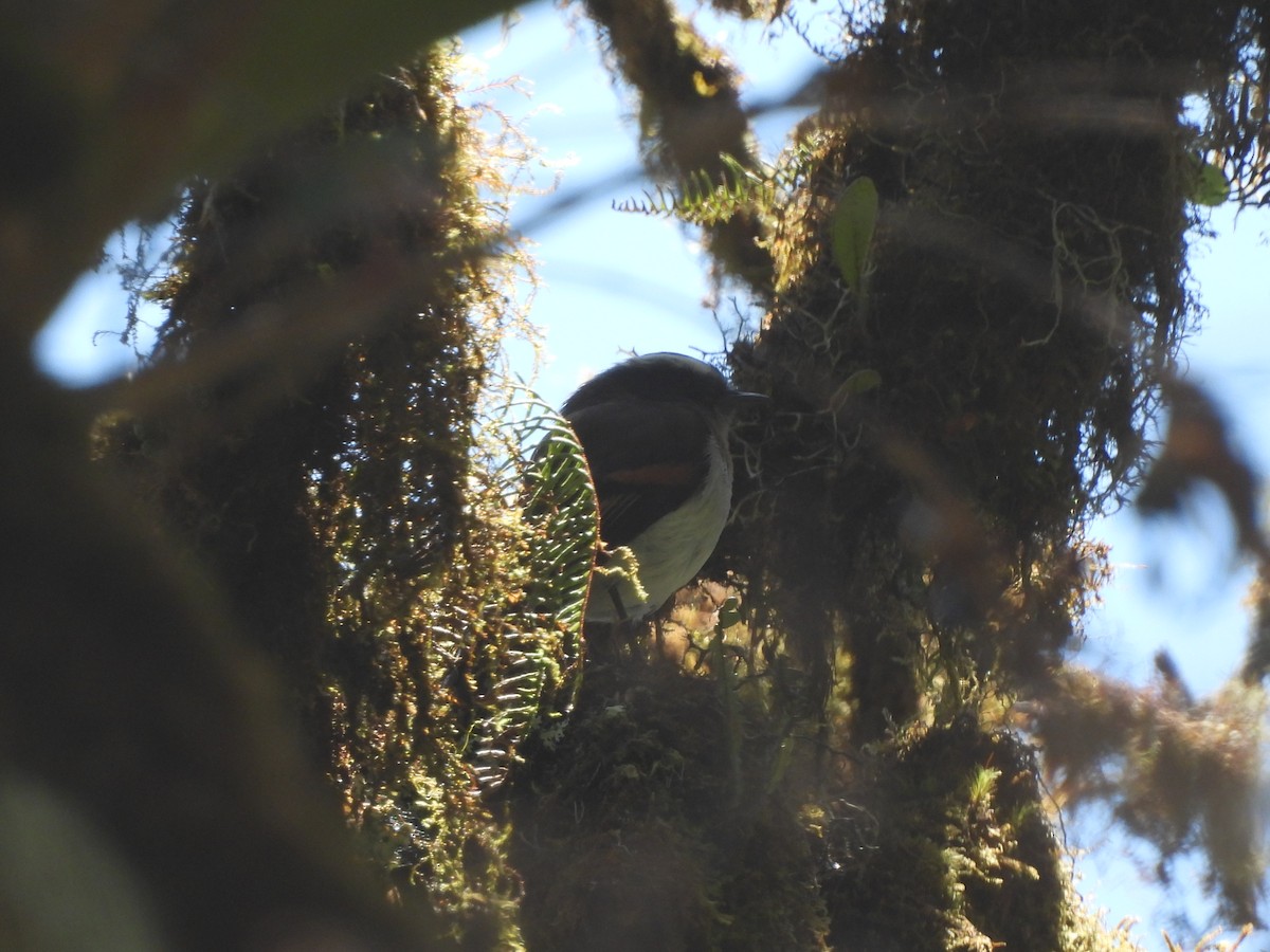 Rufous-breasted Chat-Tyrant - ML622980117