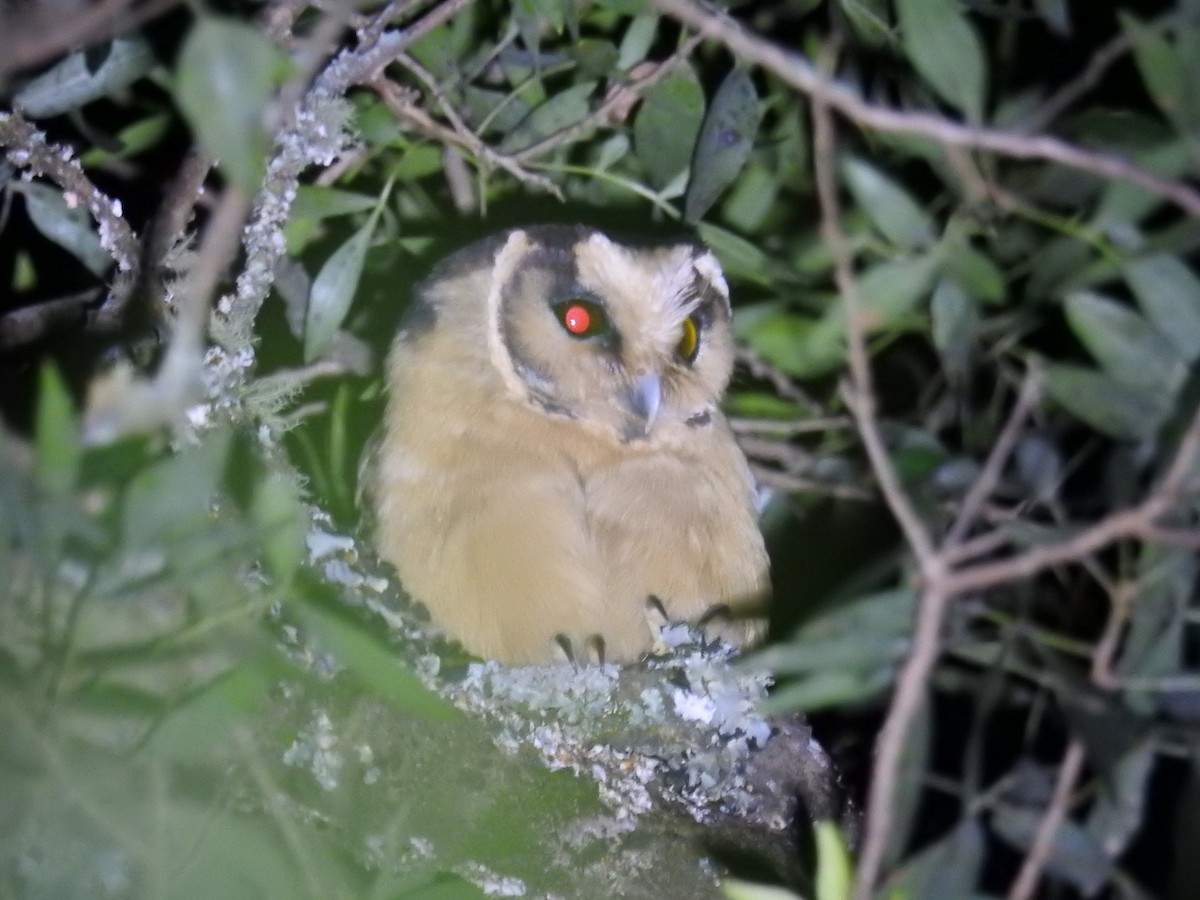 Buff-fronted Owl - ML622980132