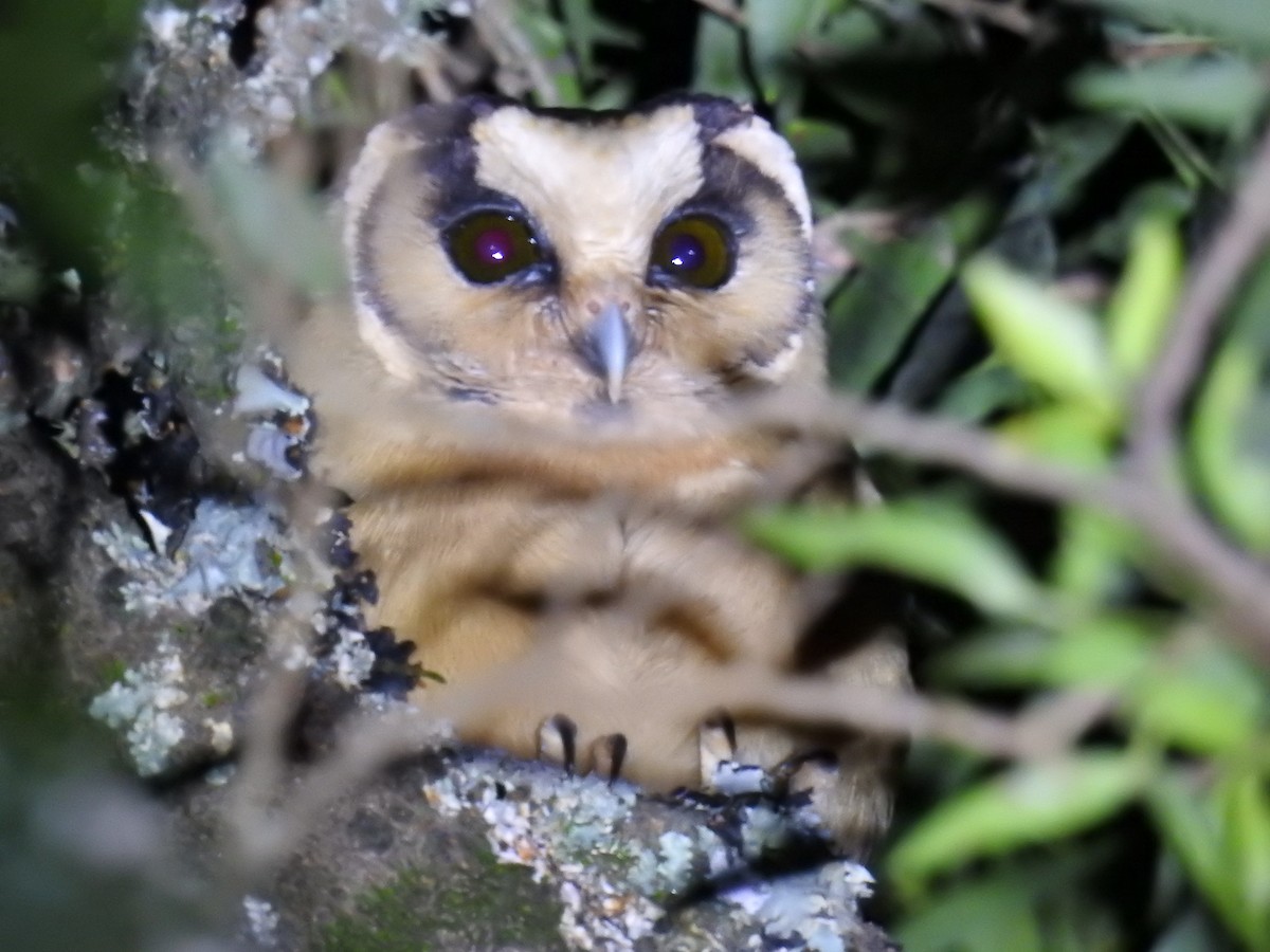 Buff-fronted Owl - ML622980133