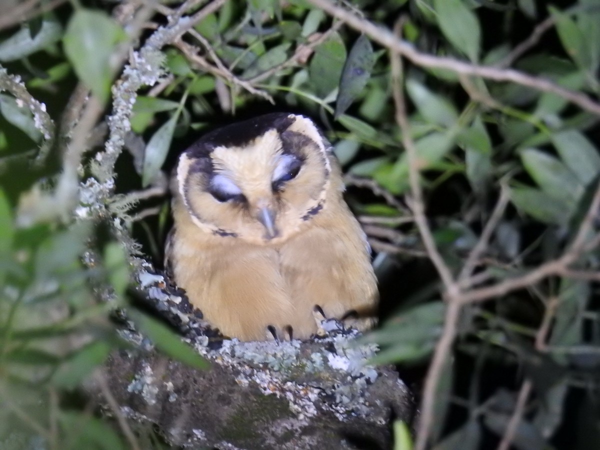 Buff-fronted Owl - ML622980134