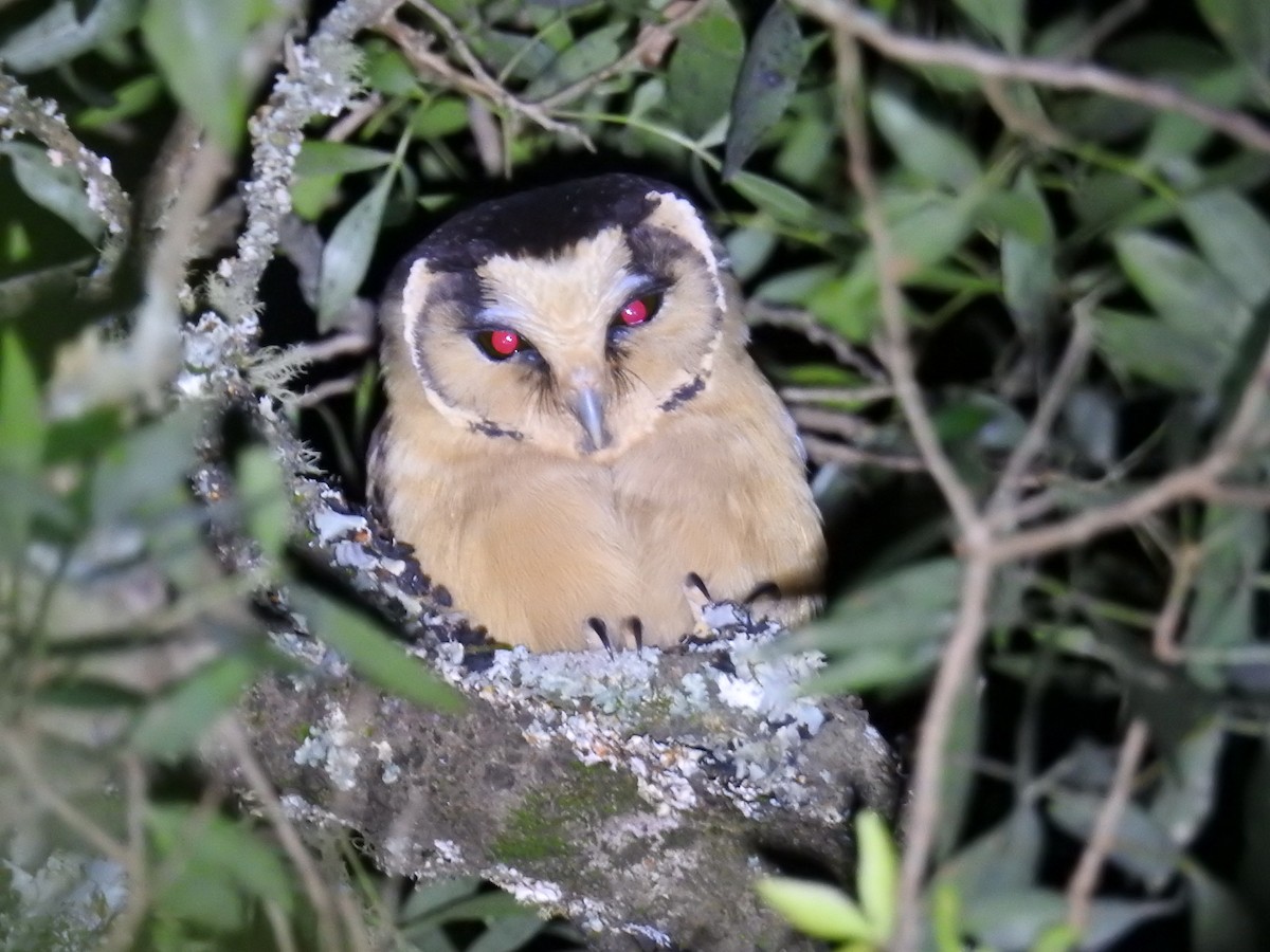 Buff-fronted Owl - ML622980136