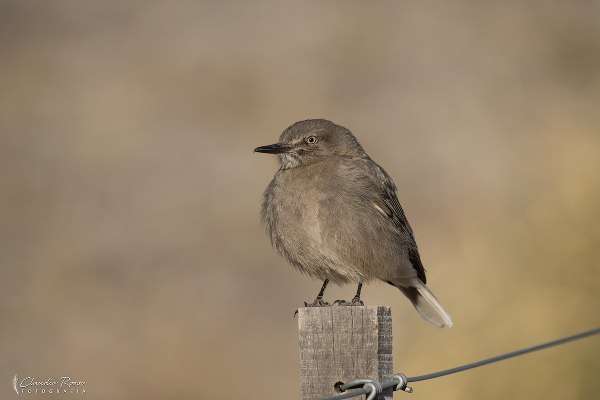 Black-billed Shrike-Tyrant - ML622980159