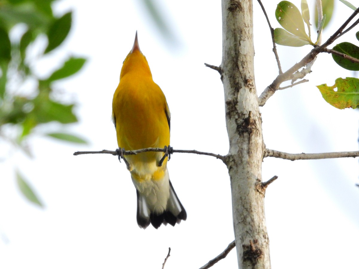 Prothonotary Warbler - ML622980164