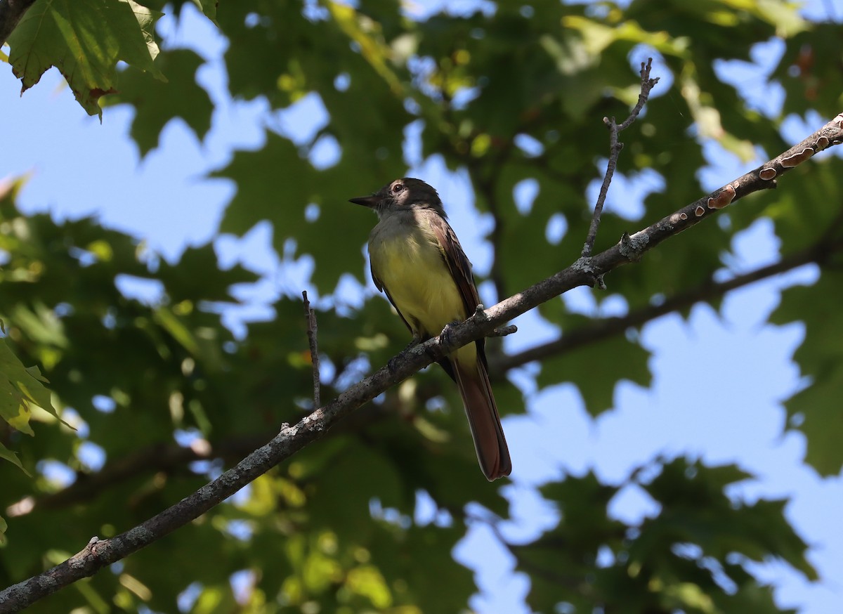 Great Crested Flycatcher - ML622980172