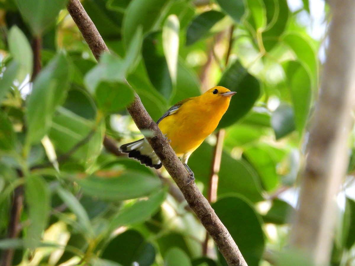 Prothonotary Warbler - Amy Grimm