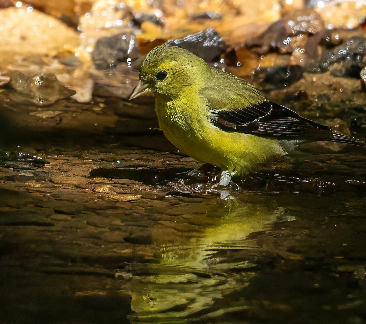 American Goldfinch - ML622980219