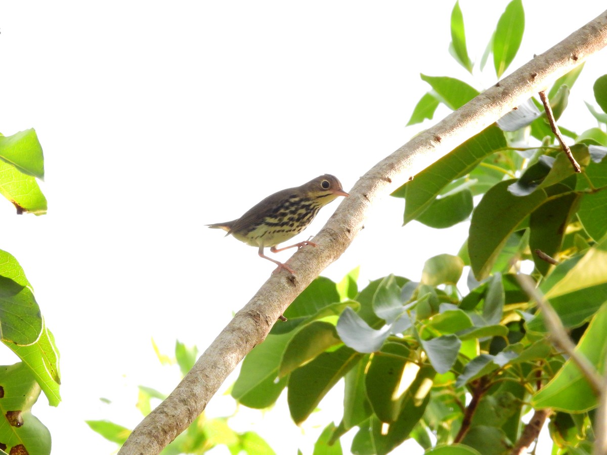 Ovenbird - ML622980222