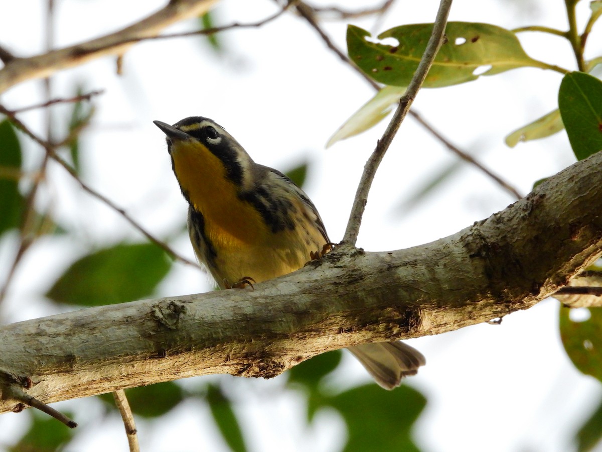 Yellow-throated Warbler - ML622980229