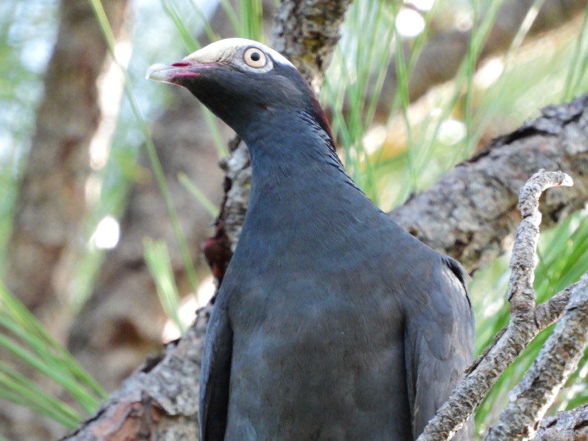 White-crowned Pigeon - ML622980236