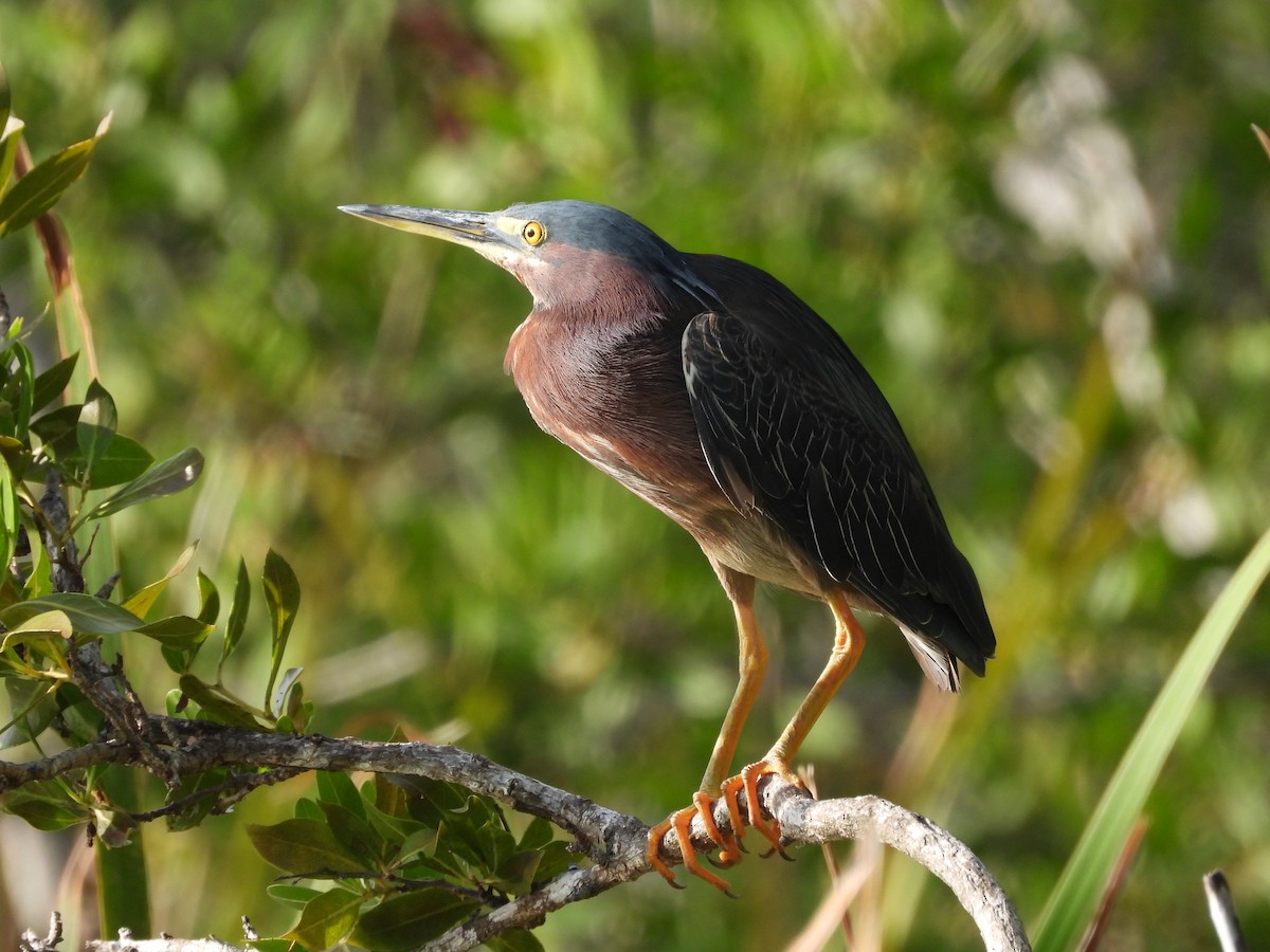 Green Heron - ML622980249