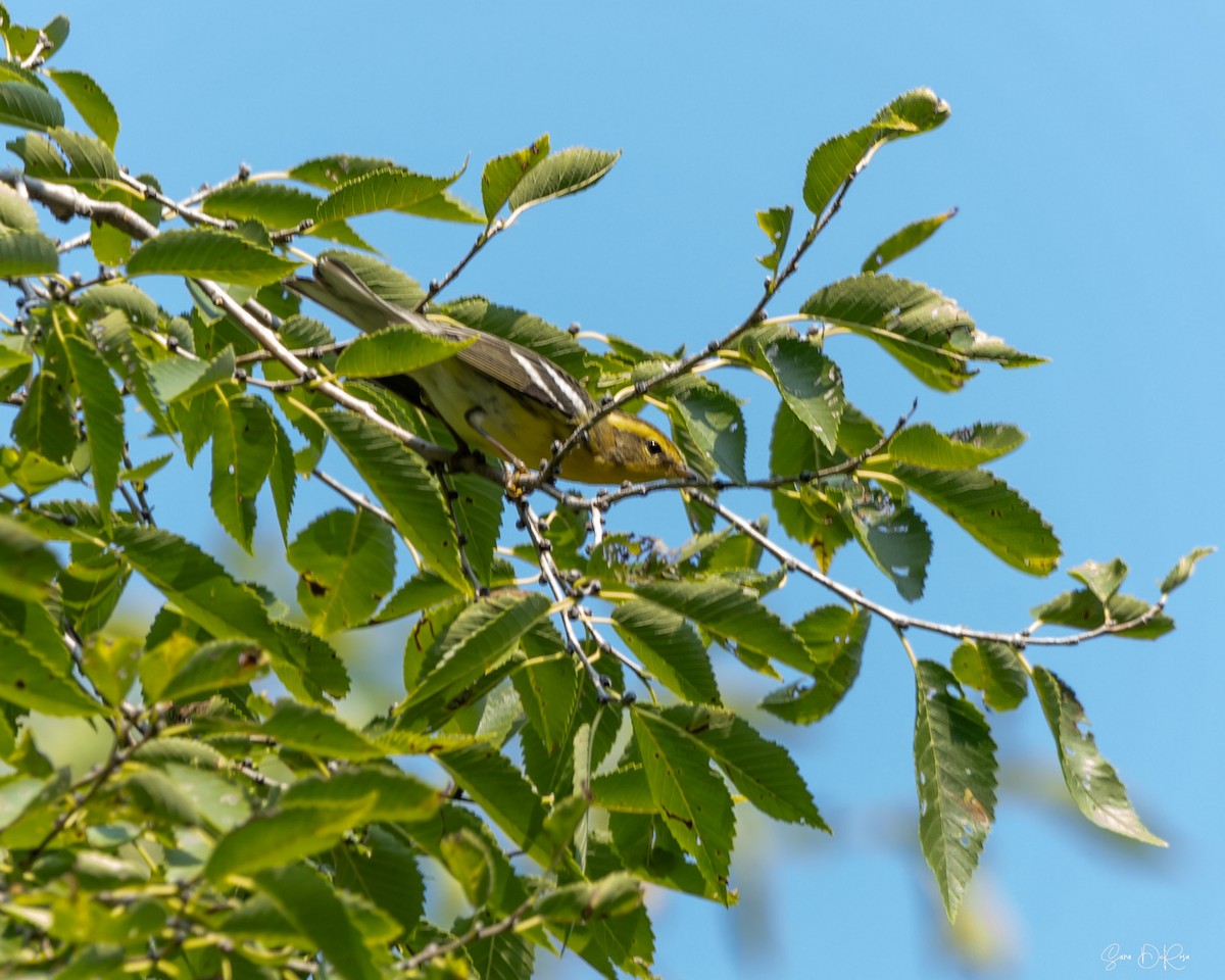 Blackburnian Warbler - ML622980252