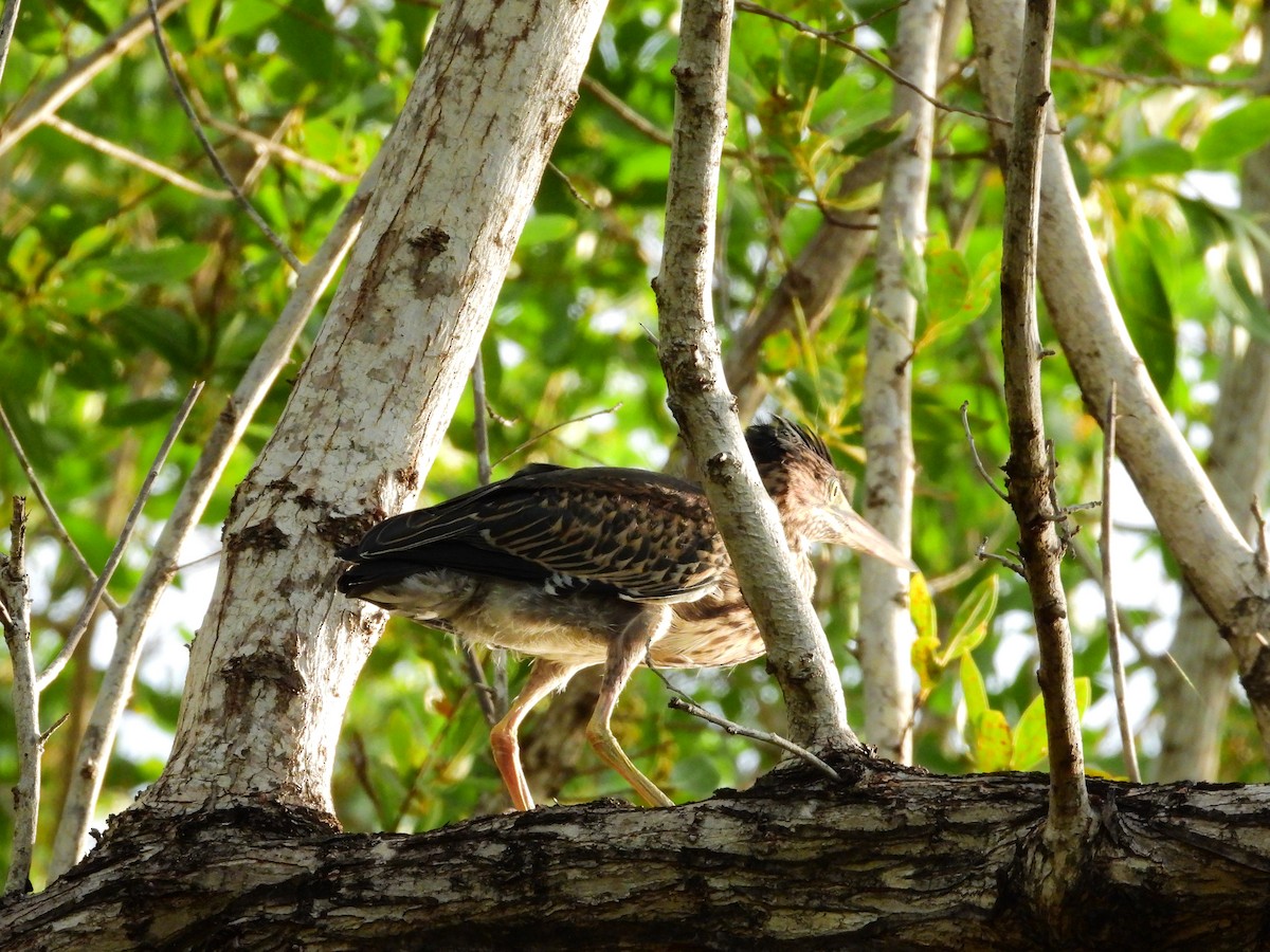 Green Heron - ML622980255