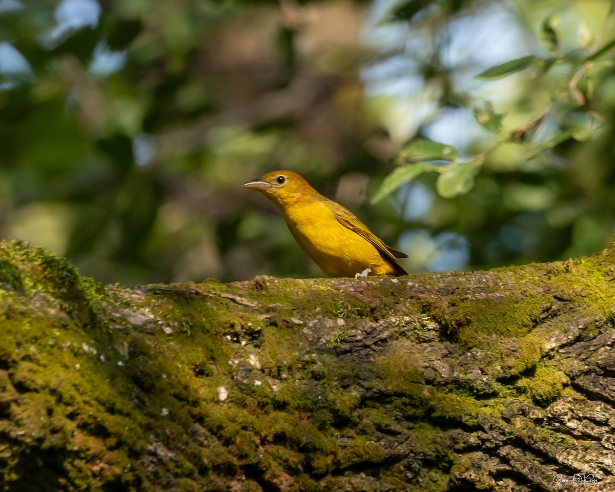 Summer Tanager - ML622980256