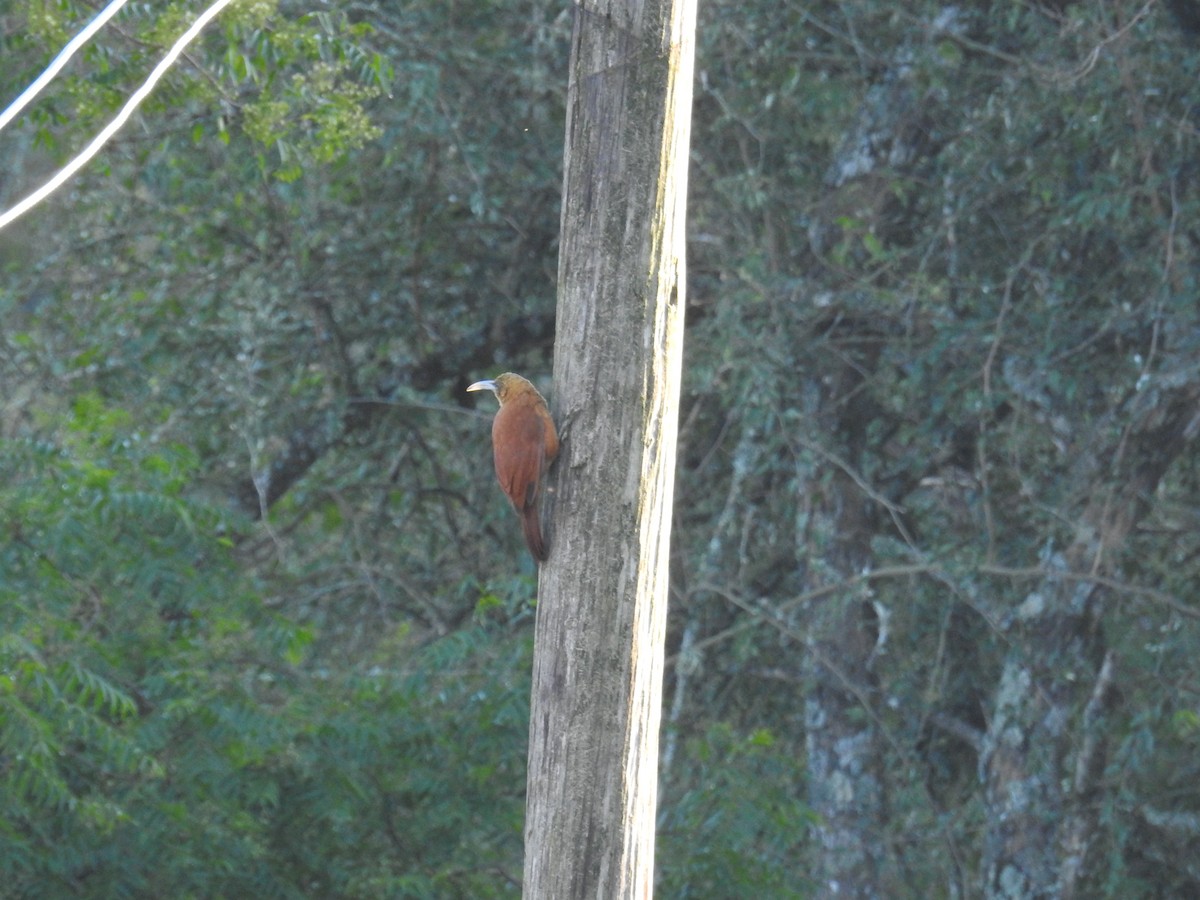 Great Rufous Woodcreeper - ML622980264