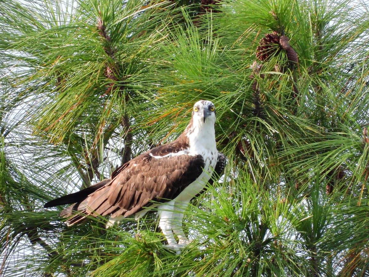 fiskeørn (carolinensis) - ML622980265