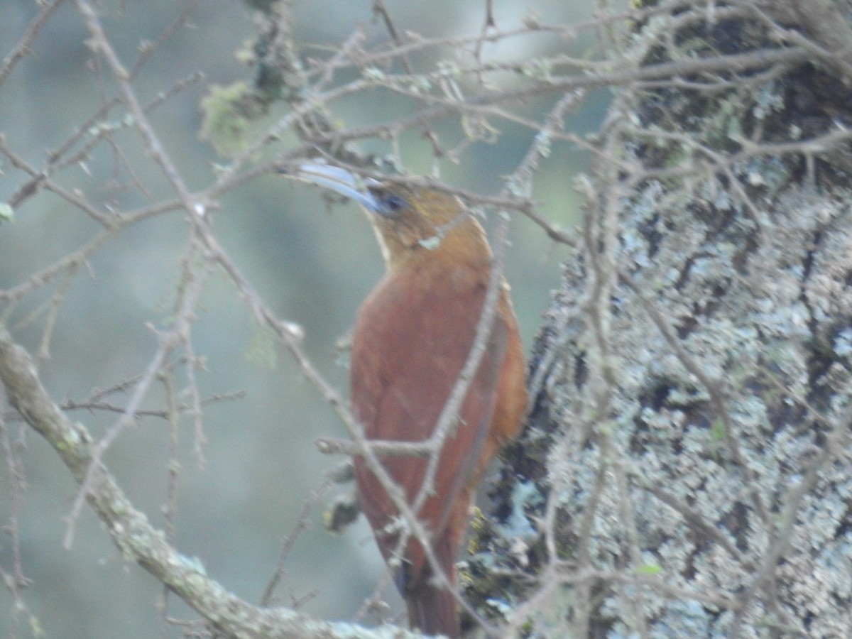 Great Rufous Woodcreeper - ML622980294