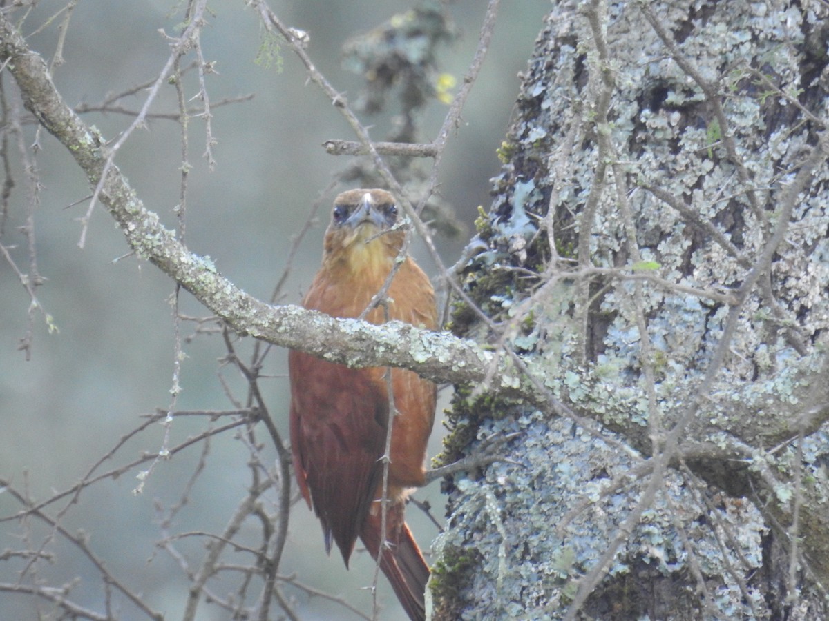 Great Rufous Woodcreeper - ML622980295