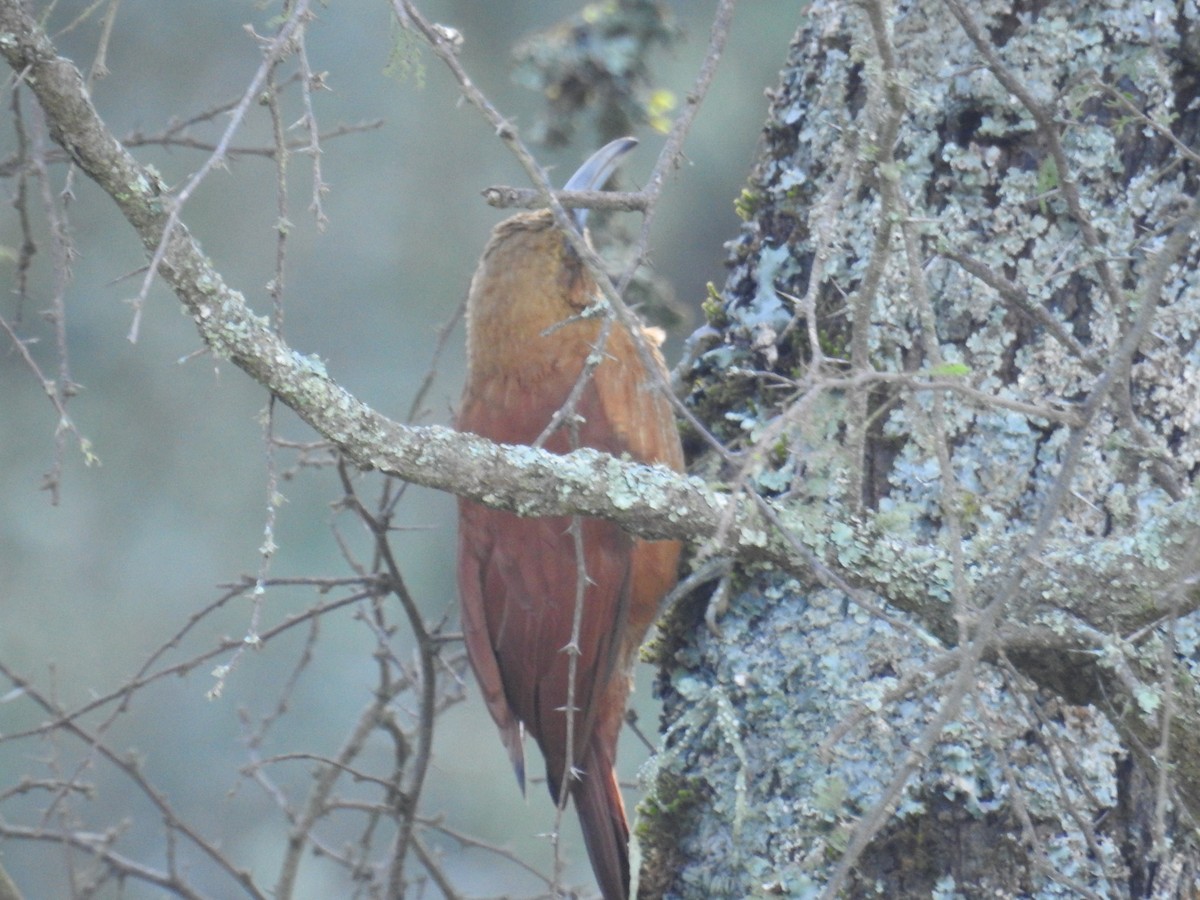 Great Rufous Woodcreeper - ML622980296