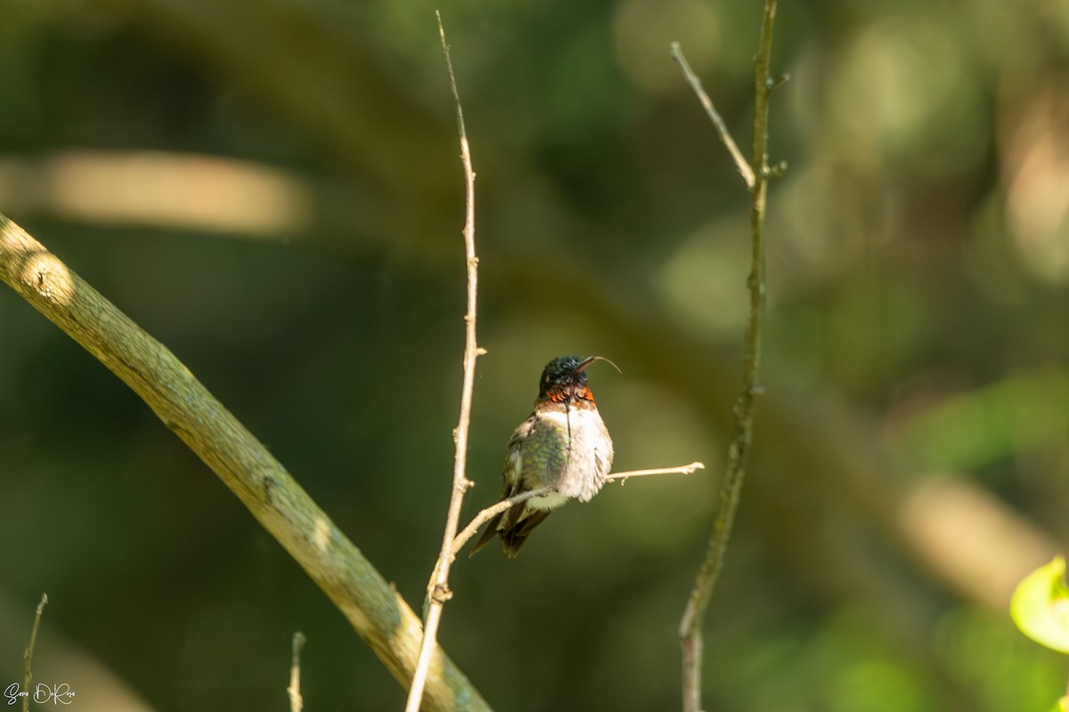 Ruby-throated Hummingbird - ML622980306