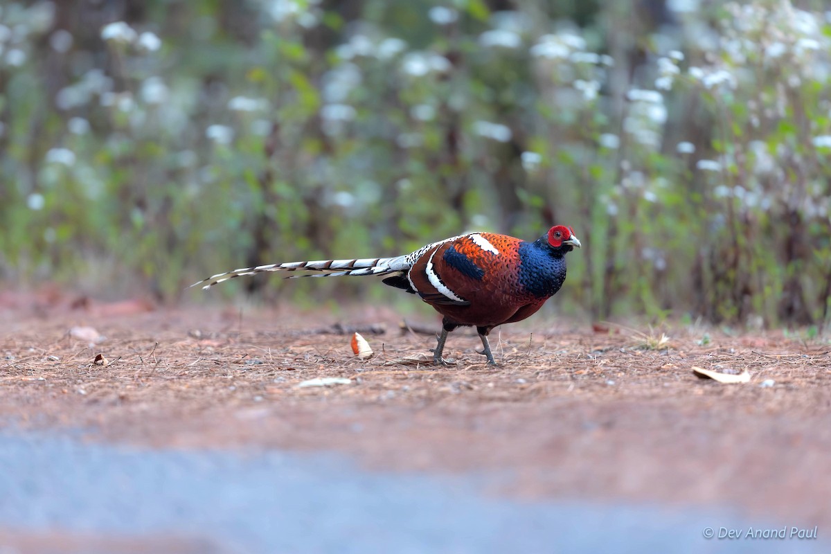 Mrs. Hume's Pheasant - ML622980349