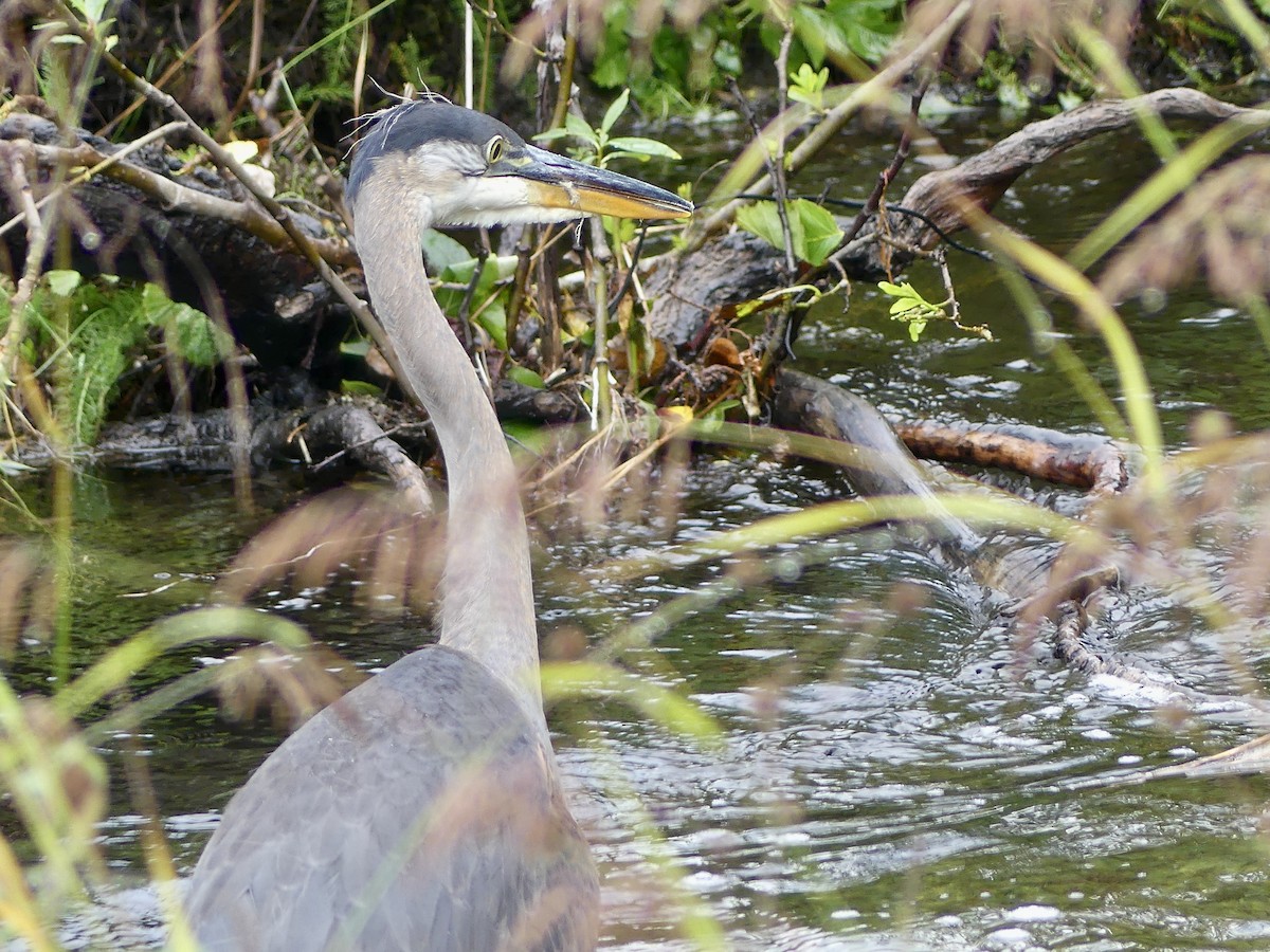 Great Blue Heron - Mary McCafferty