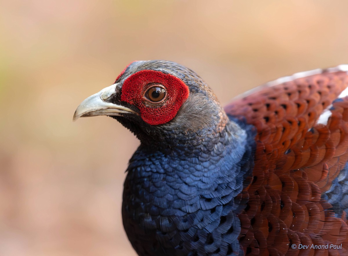 Mrs. Hume's Pheasant - ML622980362