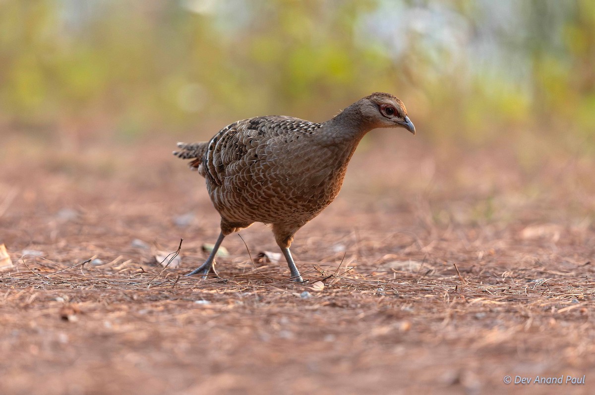 Mrs. Hume's Pheasant - ML622980363