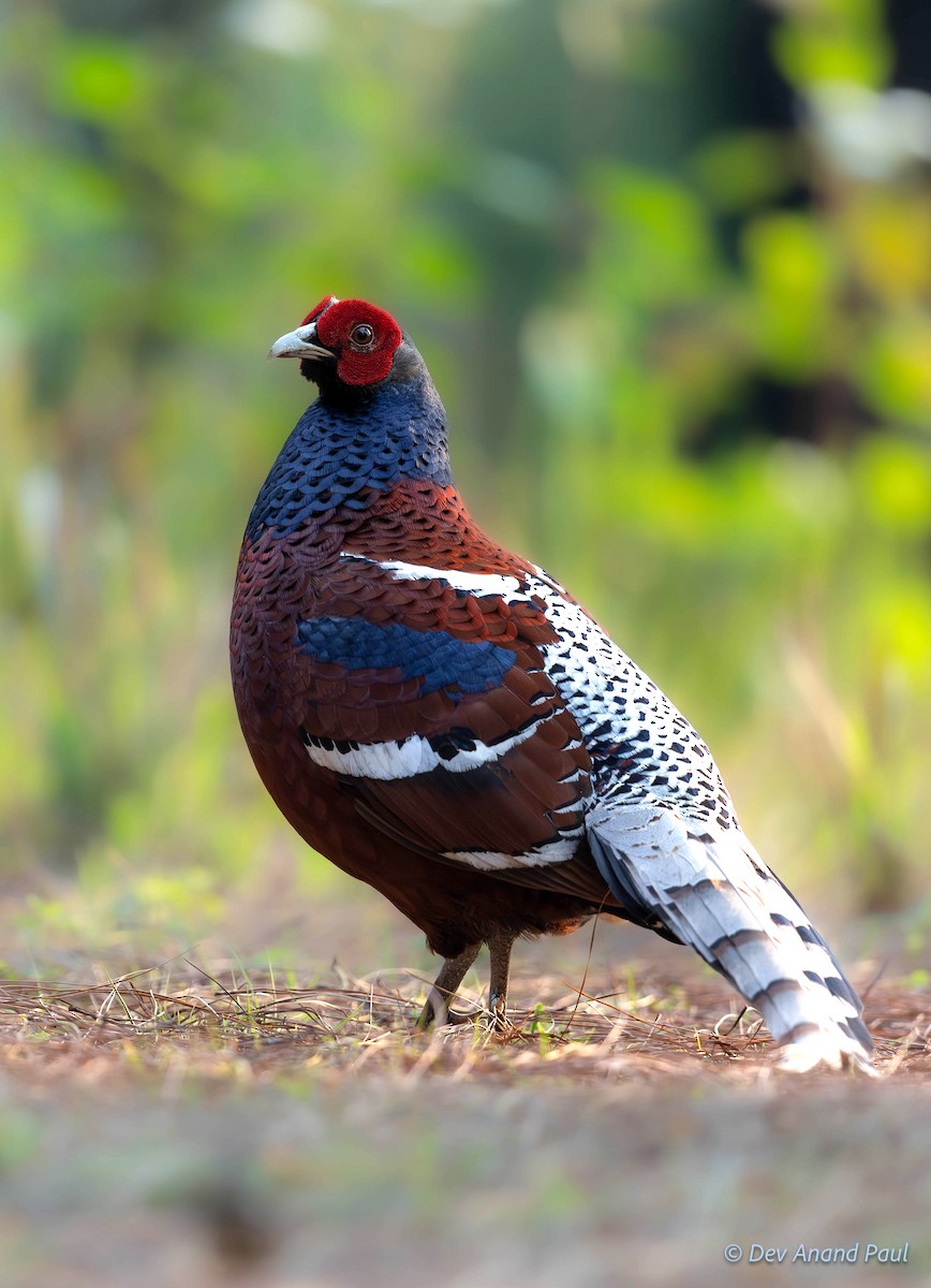 Mrs. Hume's Pheasant - ML622980364