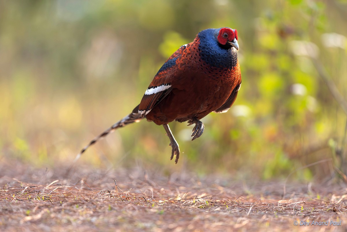 Mrs. Hume's Pheasant - ML622980365