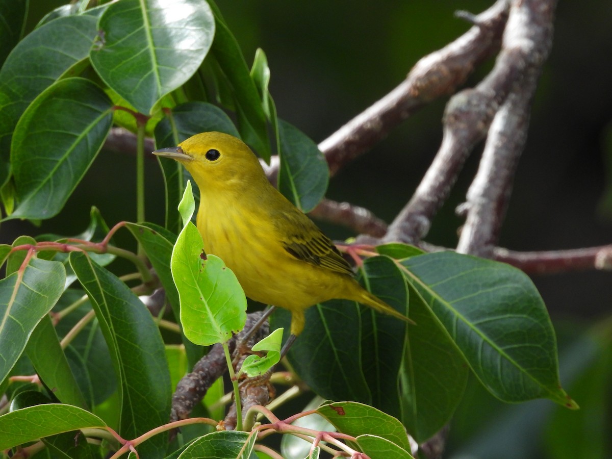 Yellow Warbler - ML622980383