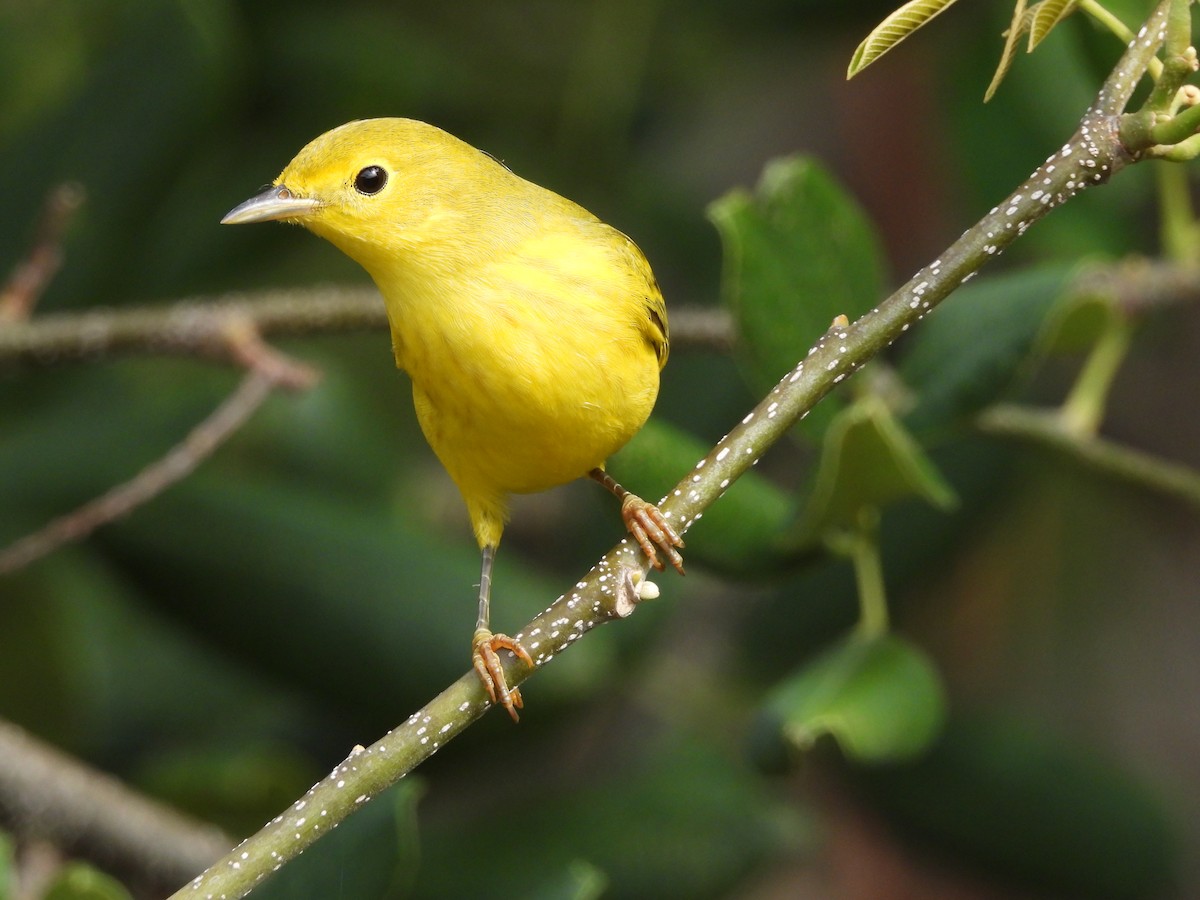 Yellow Warbler - Amy Grimm