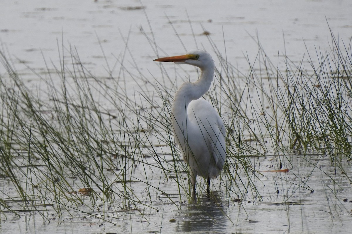 ダイサギ - ML622980400