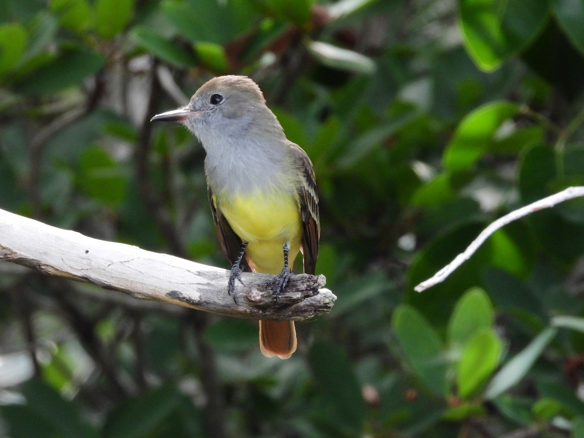 Great Crested Flycatcher - ML622980411