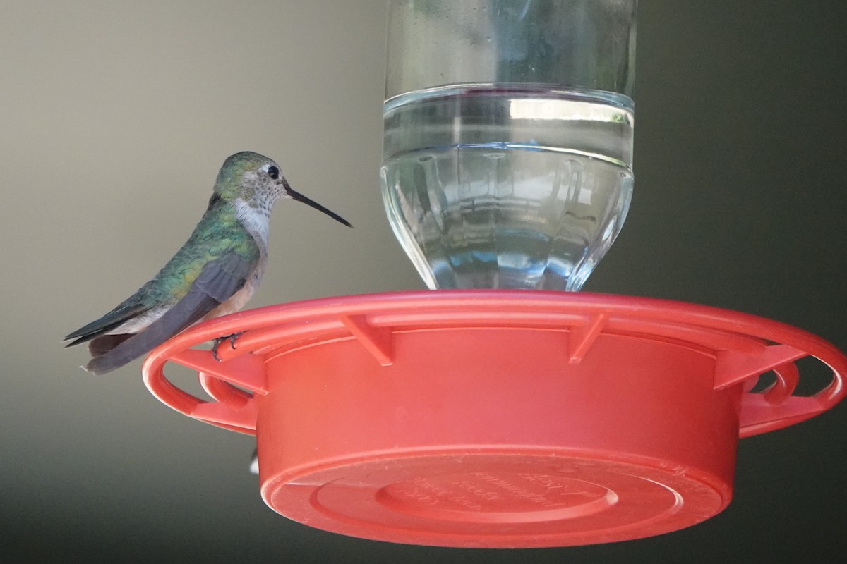 Broad-tailed Hummingbird - ML622980416