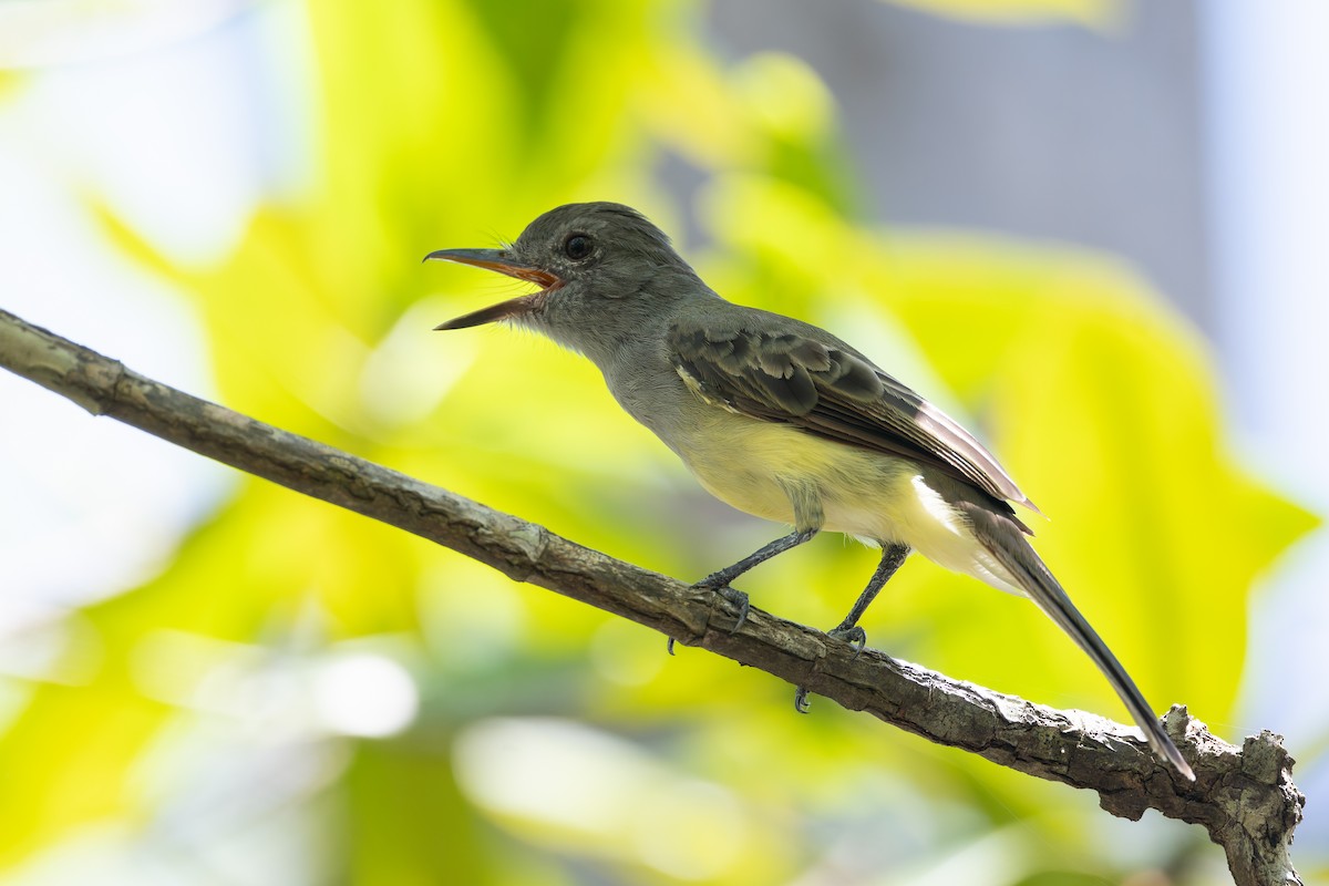 Panama Flycatcher - ML622980425