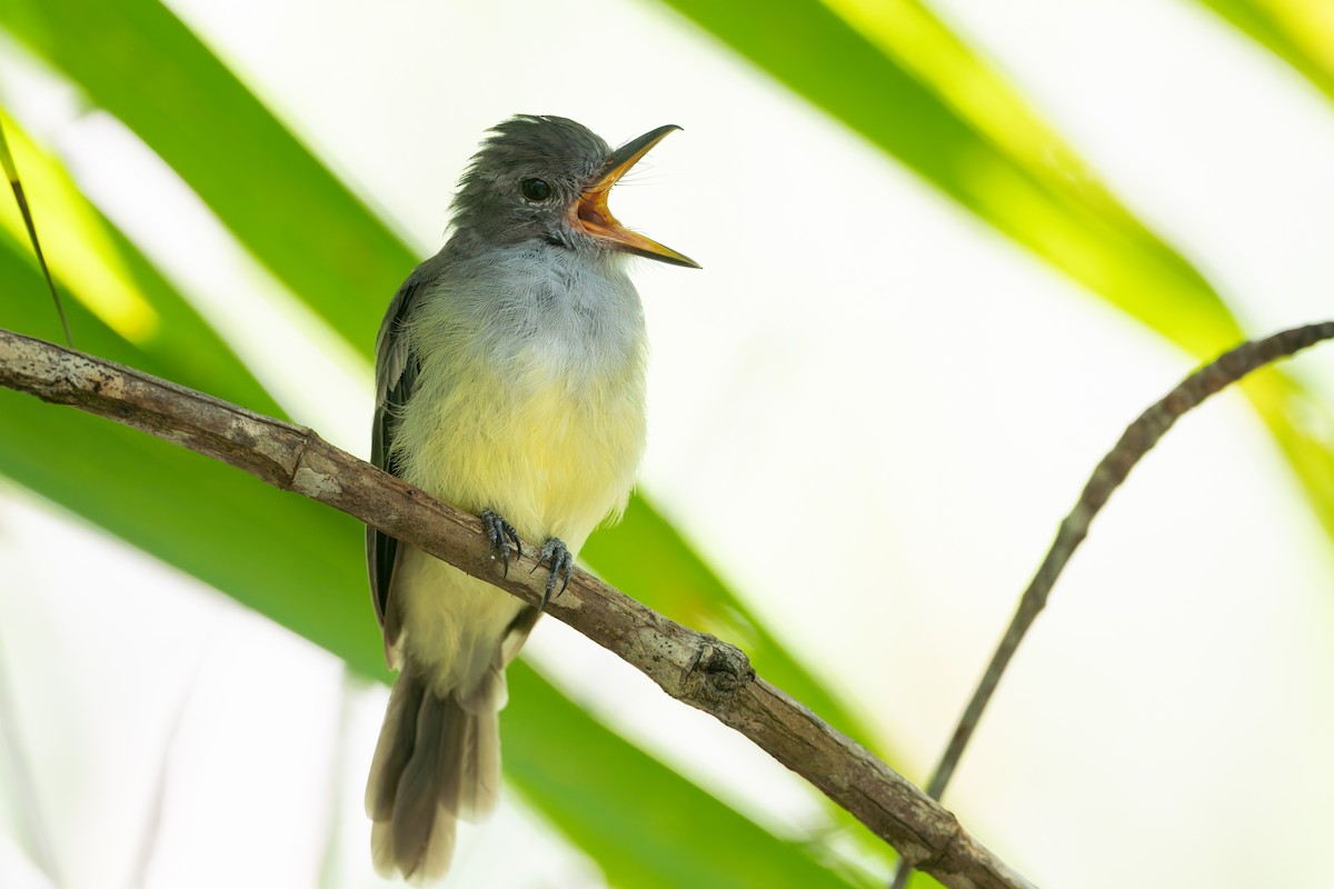 Panama Flycatcher - ML622980426