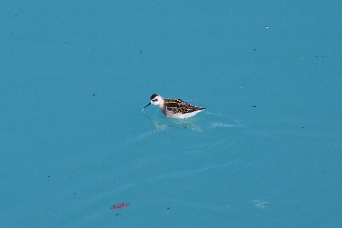 Red-necked Phalarope - ML622980443