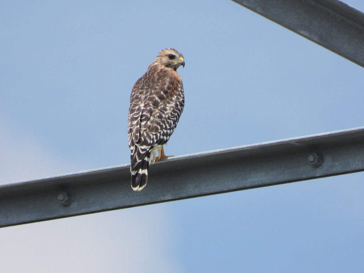 Red-shouldered Hawk - ML622980481