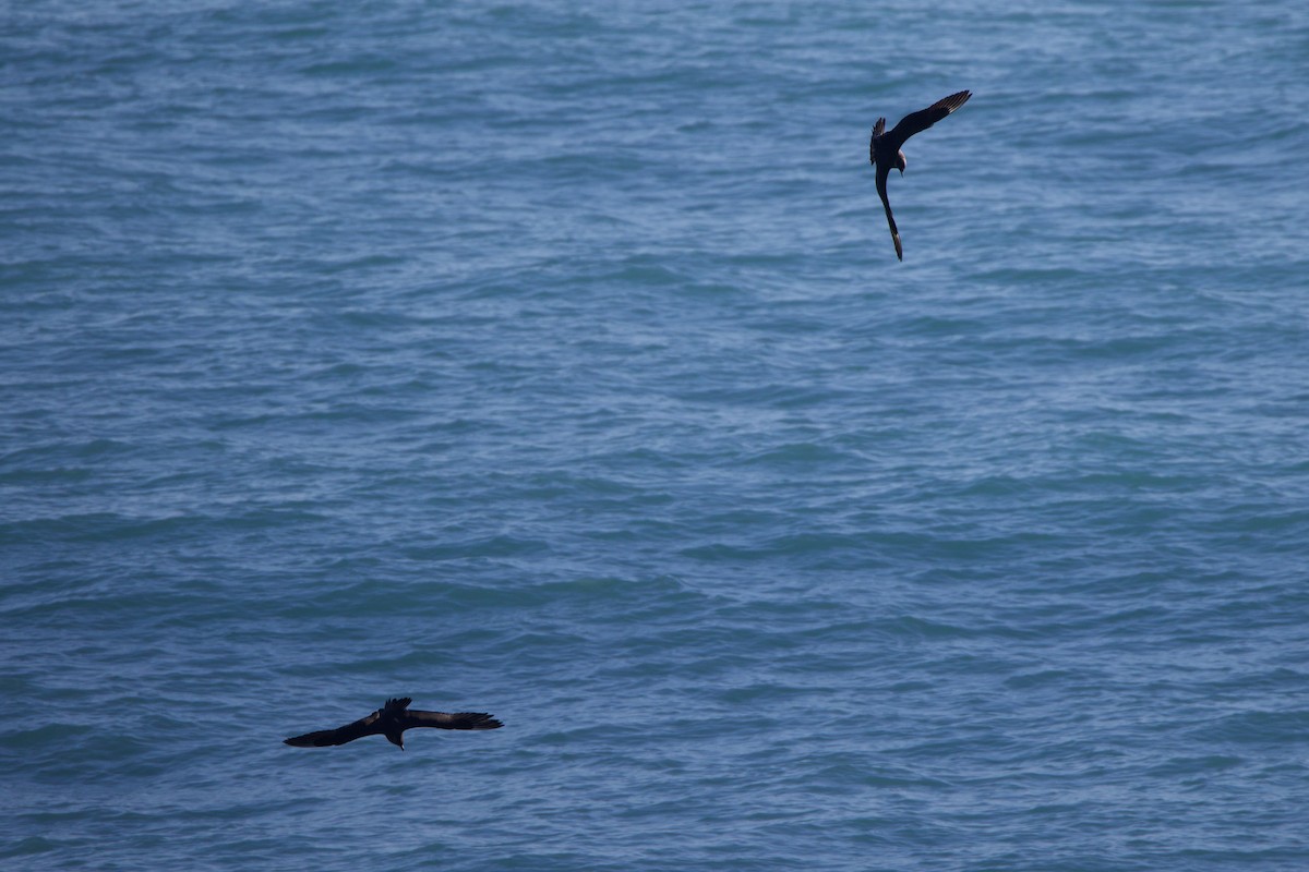 Parasitic Jaeger - ML622980499