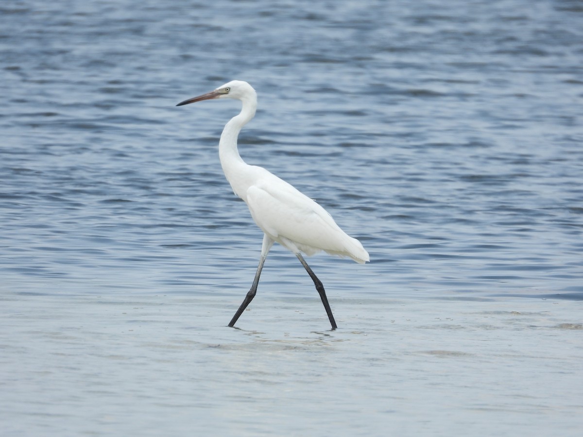 Reddish Egret - ML622980510