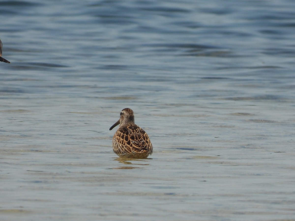 Short-billed Dowitcher - Amy Grimm