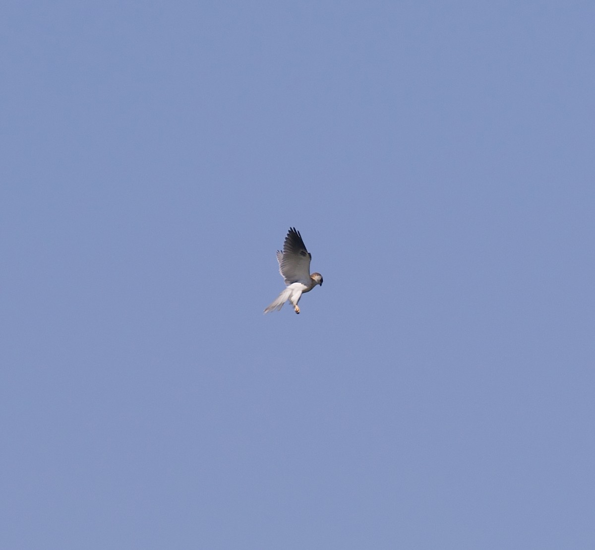 White-tailed Kite - ML622980535