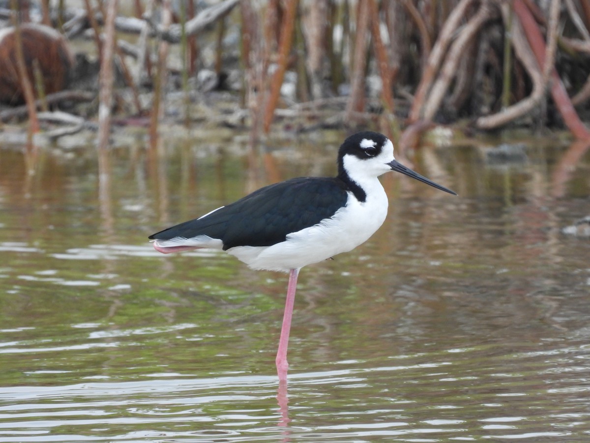 Black-necked Stilt (Black-necked) - ML622980558